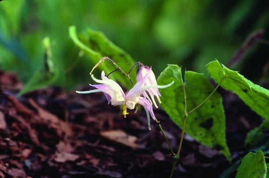 Image of Epimedium leptorrhizum|D. Probst Gdn, MA|D. Probst