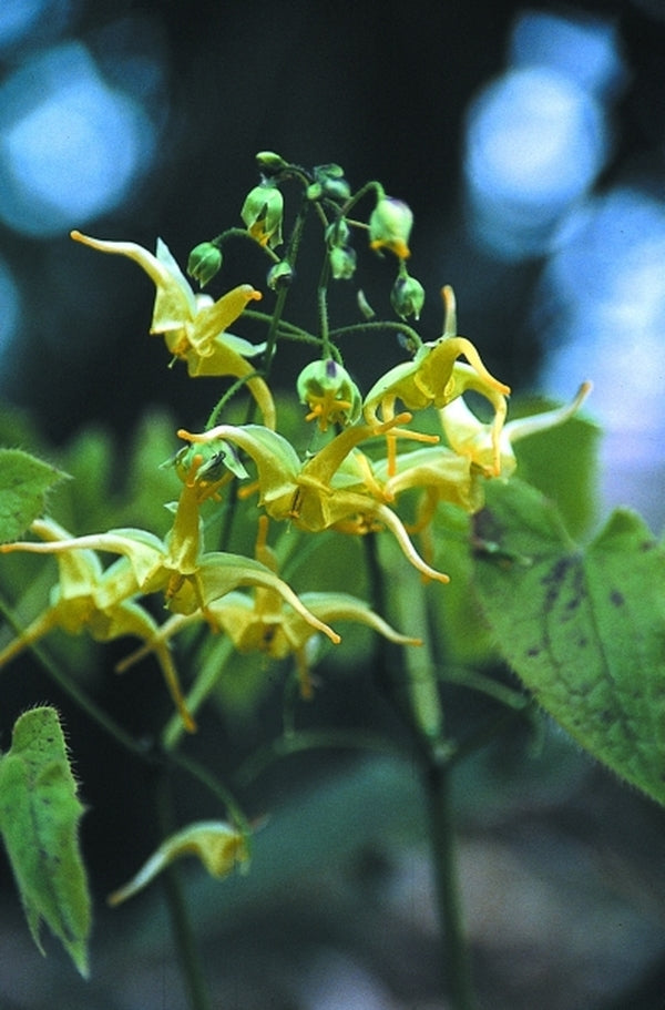 Image of Epimedium lishihchenii|Juniper Level Botanic Gdn, NC|JLBG