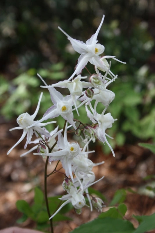 Image of Epimedium ogisui|Juniper Level Botanic Gdn, NC|JLBG