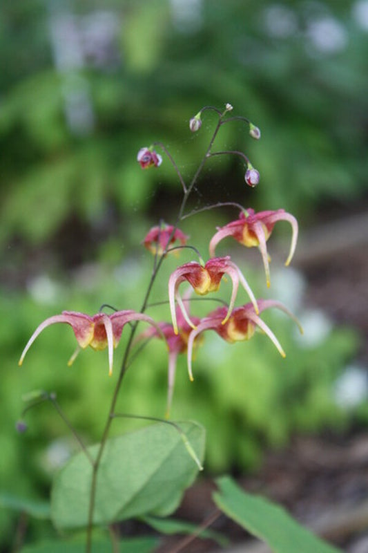 Image of Epimedium x omeiense 'Akame'|Juniper Level Botanic Gdn, NC|JLBG