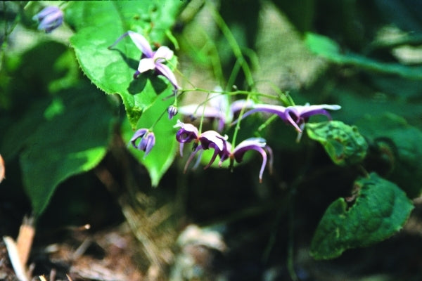 Image of Epimedium x omeiense 'Myriad Years'|Juniper Level Botanic Gdn, NC|JLBG