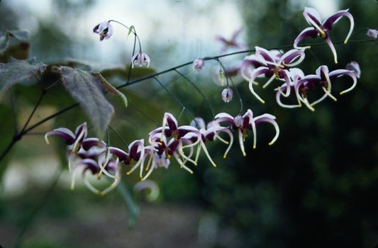 Image of Epimedium x omeiense|Juniper Level Botanic Gdn, NC|JLBG