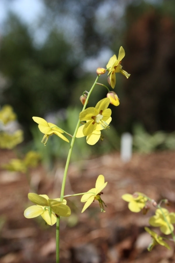 Image of Epimedium pinnatum ssp. colchicum 'Thunderbolt'|Juniper Level Botanic Gdn, NC|JLBG