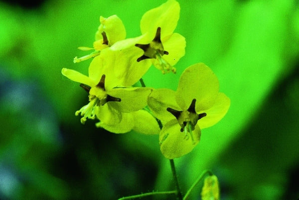 Image of Epimedium pinnatum ssp. colchicum|D. Probst Gdn, MA|D. Probst