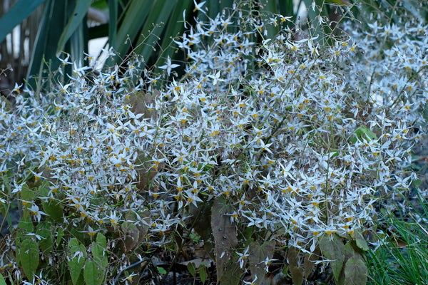 Image of Epimedium pubescens 'Clean Hans'|Juniper Level Botanic Gdn, NC|JLBG