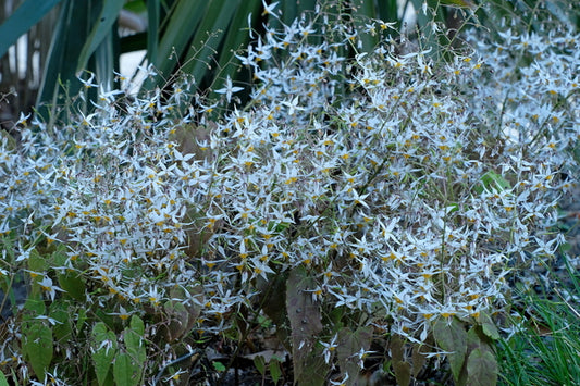 Image of Epimedium pubescens 'Clean Hans'|Juniper Level Botanic Gdn, NC|JLBG
