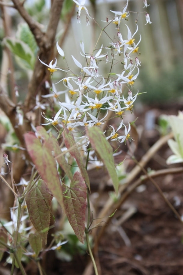 Image of Epimedium pubescens 'Snowflakes'||