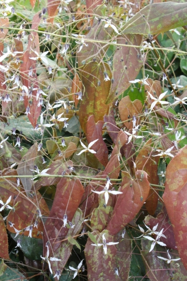 Image of Epimedium pubescens 'Snowflakes'|Juniper Level Botanic Gdn, NC|JLBG