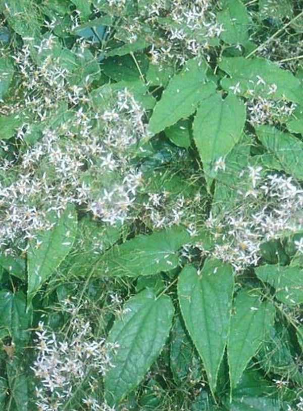 Image of Epimedium pubescens|Juniper Level Botanic Gdn, NC|JLBG