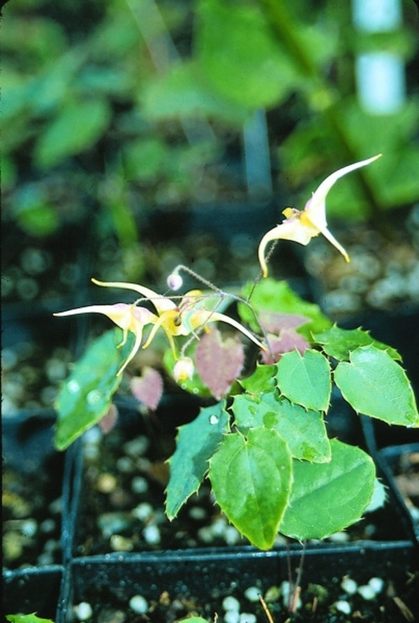 Image of Epimedium rhizomatosum|Juniper Level Botanic Gdn, NC|JLBG