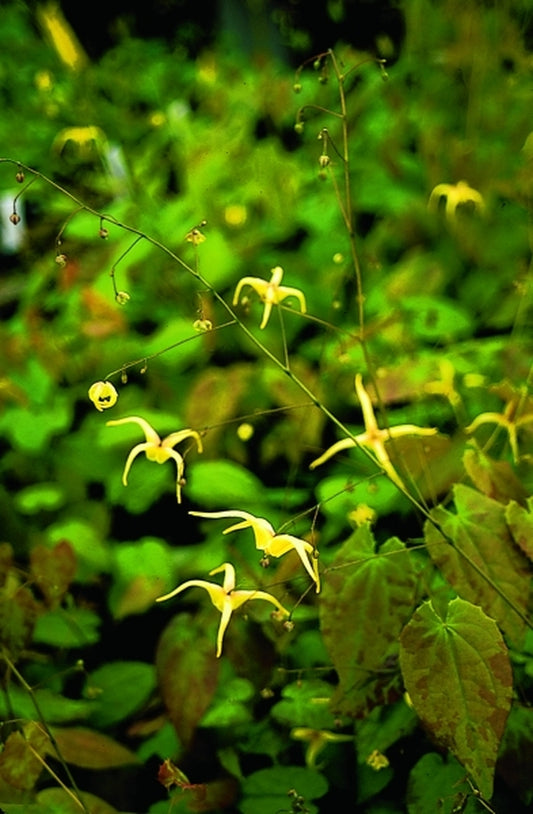 Image of Epimedium rhizomatosum|Juniper Level Botanic Gdn, NC|JLBG