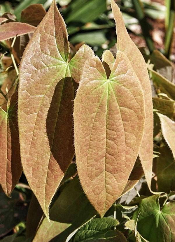 Image of Epimedium sagittatum 'Love Potion No. 9'|Juniper Level Botanic Gdn, NC|JLBG