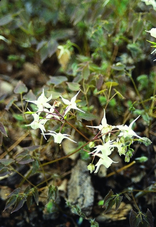 Image of Epimedium sempervirens 'Eco White'|Juniper Level Botanic Gdn, NC|JLBG