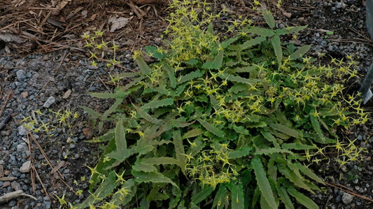 Image of Epimedium sp. nov. 'Spine Tingler'taken at Juniper Level Botanic Gdn, NC by JLBG