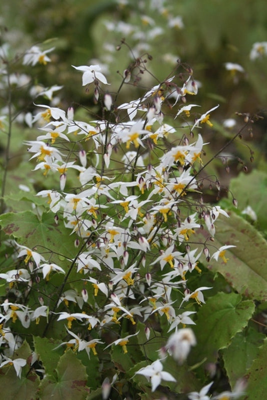 Image of Epimedium stellulatum Long Leaf Form|Juniper Level Botanic Gdn, NC|JLBG