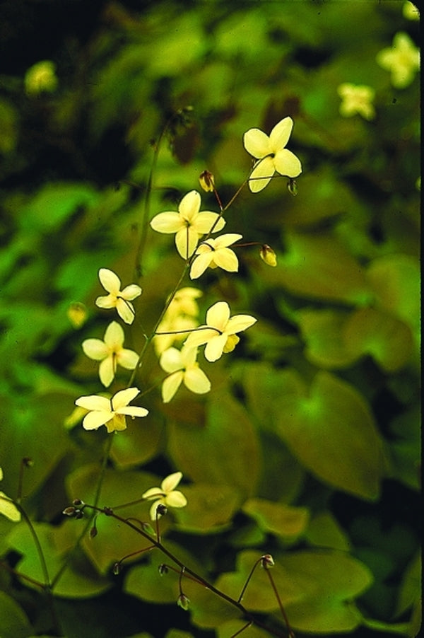 Image of Epimedium x versicolor 'Neosulphureum'taken at Juniper Level Botanic Gdn, NC by JLBG