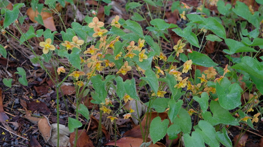 Image of Epimedium x warleyense 'Orangekonigin'taken at Juniper Level Botanic Gdn, NC by JLBG