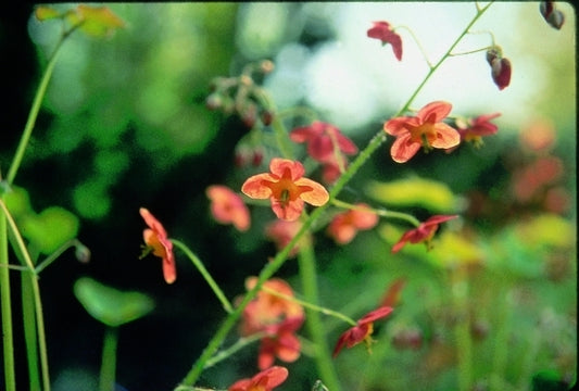 Image of Epimedium x warleyense|C. Hull Gdn, MA|