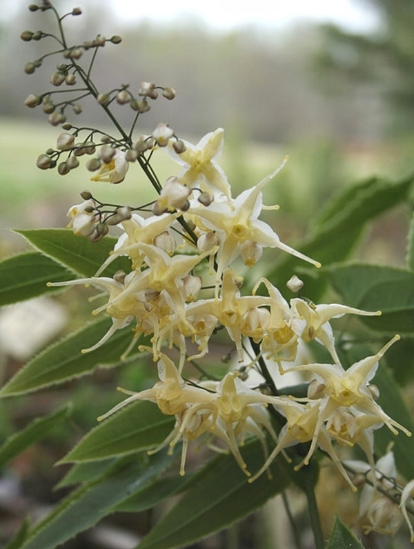 Image of Epimedium wushanense 'Starlite'|Juniper Level Botanic Gdn, NC|JLBG