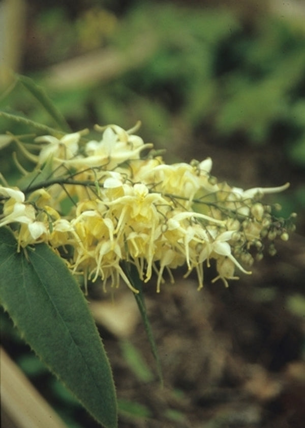 Image of Epimedium wushanense|Juniper Level Botanic Gdn, NC|JLBG