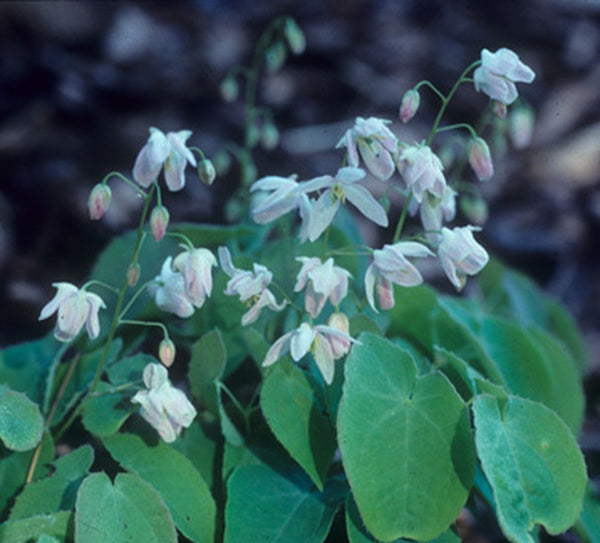 Image of Epimedium x youngianum 'Baby Doll Pink'|D. Probst Gdn, MA|D. Probst