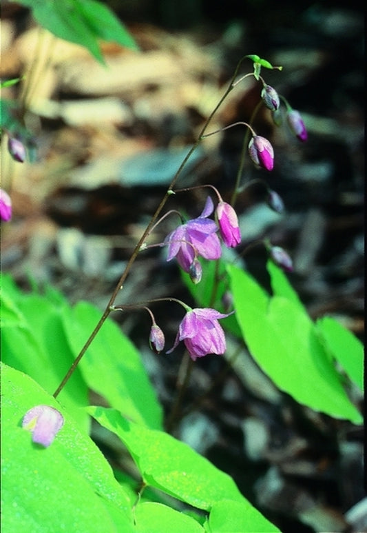 Image of Epimedium x youngianum 'Capella'|D. Probst Gdn, MA|D. Probst