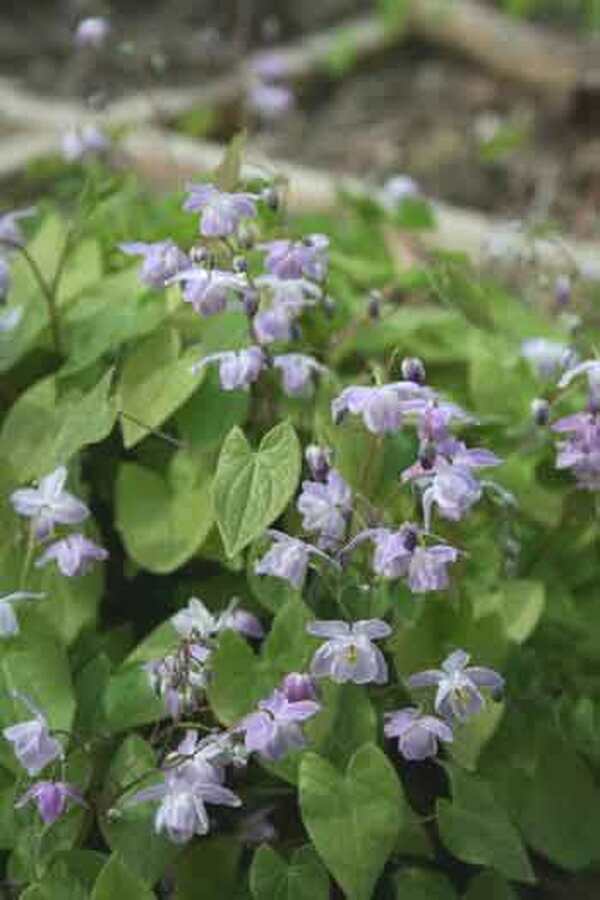 Image of Epimedium x youngianum 'Grape Fizz'|Juniper Level Botanic Gdn, NC|JLBG