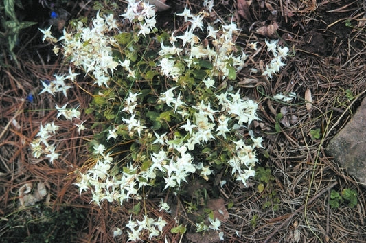 Image of Epimedium x youngianum 'Milky Way'|B. Yinger Gdn, PA|