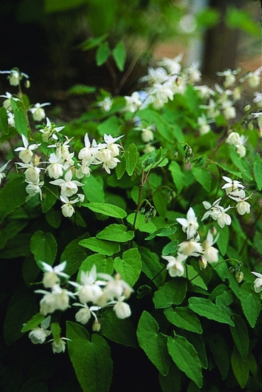 Image of Epimedium x youngianum 'Niveum'|Juniper Level Botanic Gdn, NC|JLBG