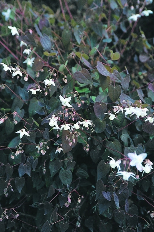 Image of Epimedium x youngianum 'Purple Heart'|Juniper Level Botanic Gdn, NC|JLBG