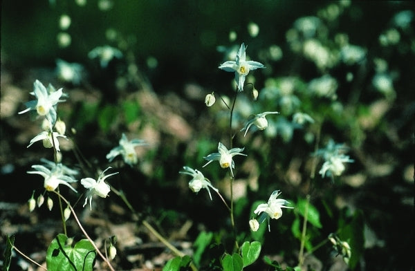 Image of Epimedium x youngianum 'White Star'|D. Probst Gdn, MA|D. Probst