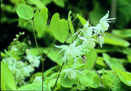 Image of Epimedium x youngianum 'Yenomoto'|D. Probst Gdn, MA|D. Probst