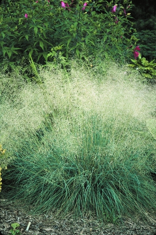 Image of Eragrostis chloromelas 'Wind Dancer'|Juniper Level Botanic Gdn, NC|JLBG