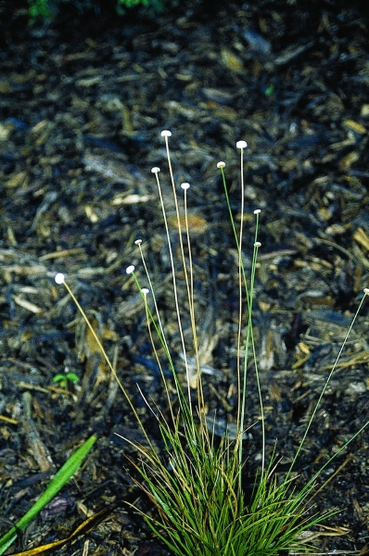Image of Eriocaulon decangulare Brunswick County|Juniper Level Botanic Gdn, NC|JLBG