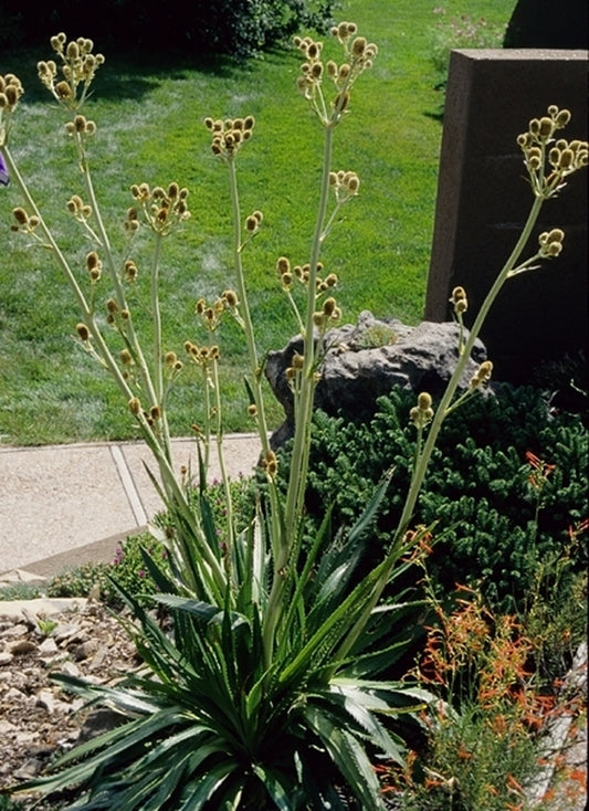 Image of Eryngium agavifolium|Yetter Gdn, CO|