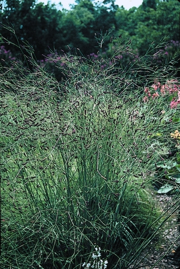 Image of Eryngium ebracteatum|Juniper Level Botanic Gdn, NC|JLBG