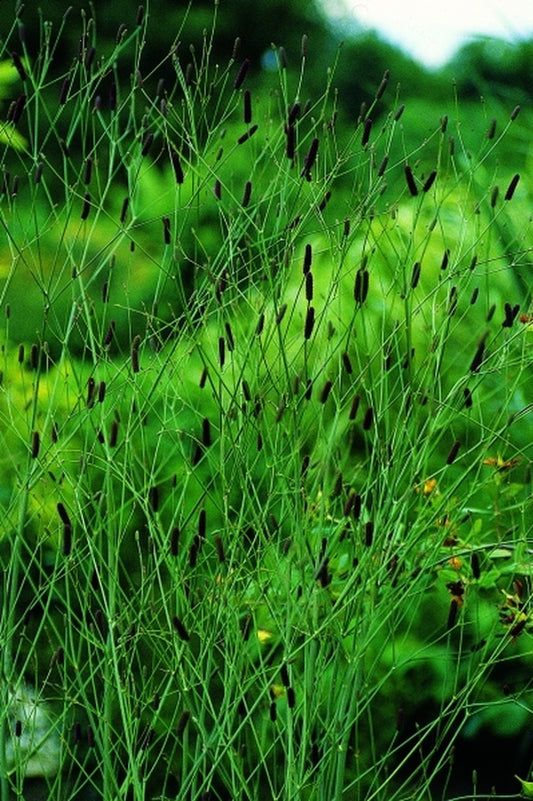Image of Eryngium ebracteatum|Juniper Level Botanic Gdn, NC|JLBG
