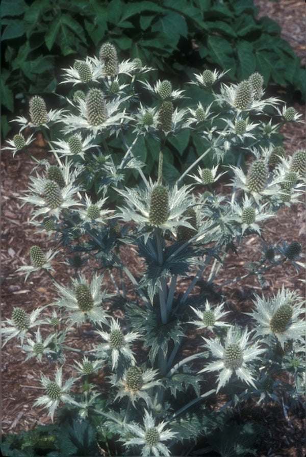 Image of Eryngium giganteum|Juniper Level Botanic Gdn, NC|JLBG