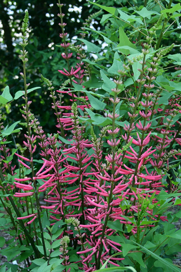 Image of Erythrina herbacea 'Woodlanders Pink'taken at Juniper Level Botanic Gdn, NC by JLBG