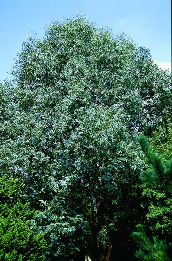 Image of Eucalyptus neglectataken at Juniper Level Botanic Gdn, NC by JLBG