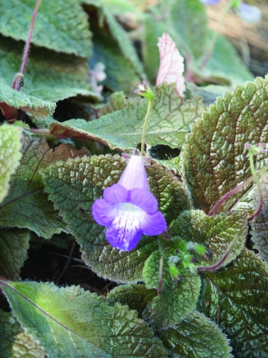 Image of Eucodonia 'Adele'|Juniper Level Botanic Gdn, NC|JLBG