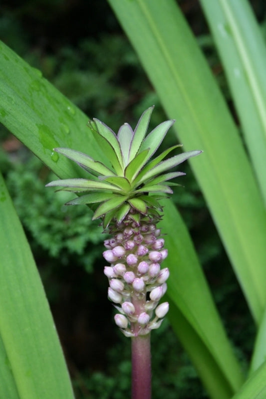 Image of Eucomis 'Can Can'|Juniper Level Botanic Gdn, NC|JLBG