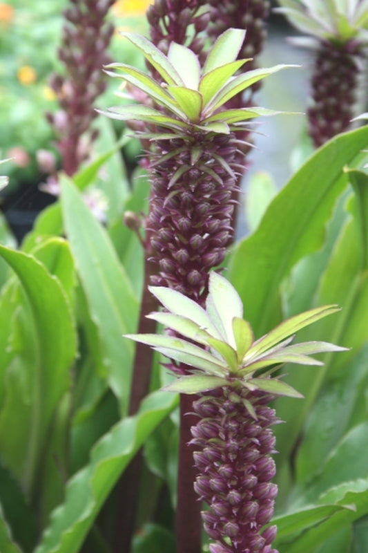 Image of Eucomis 'Katie'|Juniper Level Botanic Gdn, NC|JLBG