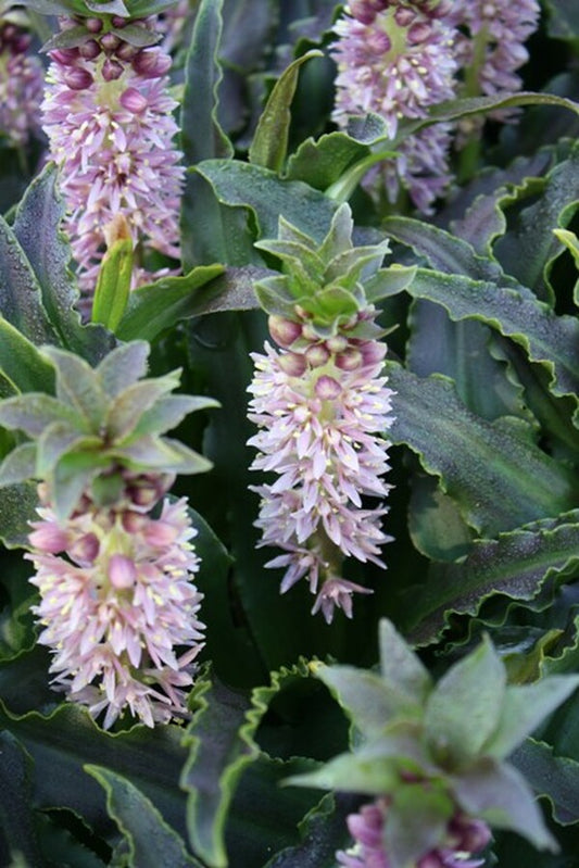 Image of Eucomis 'Mini Tuft Bright Pink'|Juniper Level Botanic Gdn, NC|JLBG