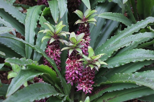 Image of Eucomis 'Mini Tuft Red'|Juniper Level Botanic Gdn, NC|JLBG