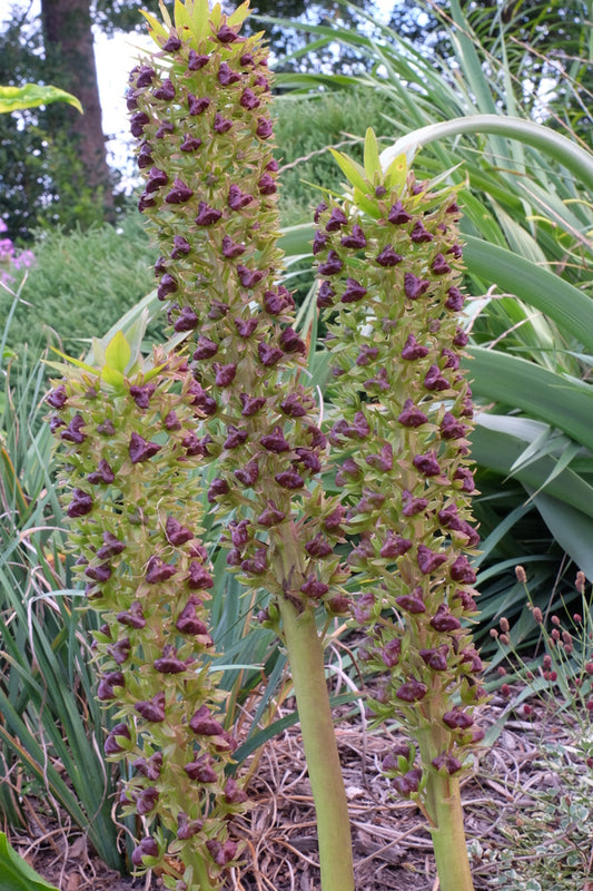 Image of Eucomis 'Tugela Gem'||