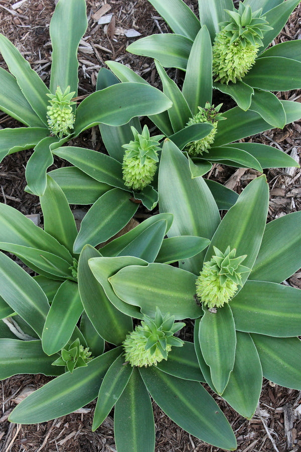 Image of Eucomis amaryllidifoliataken at Juniper Level Botanic Gdn, NC
