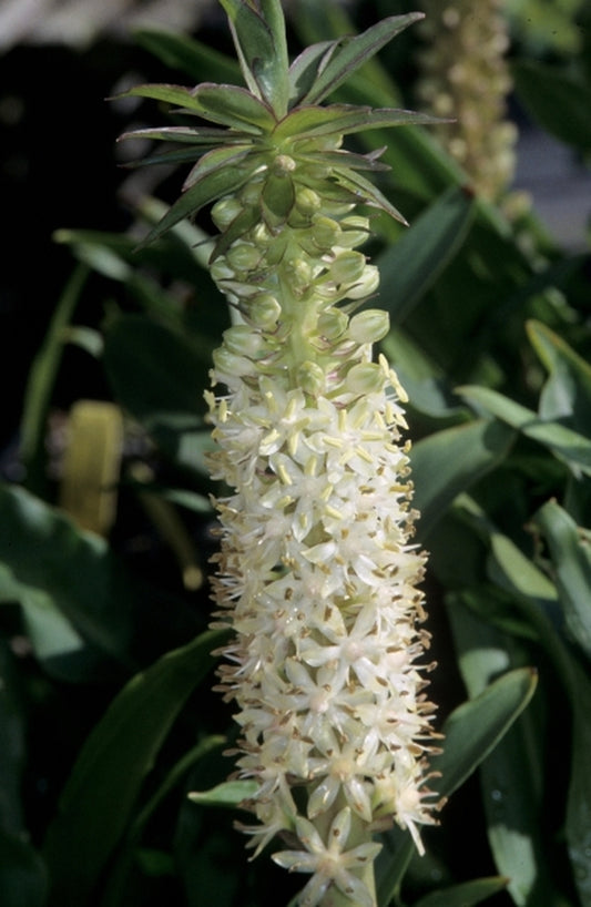 Image of Eucomis comosa 'Innocence'|Juniper Level Botanic Gdn, NC|JLBG