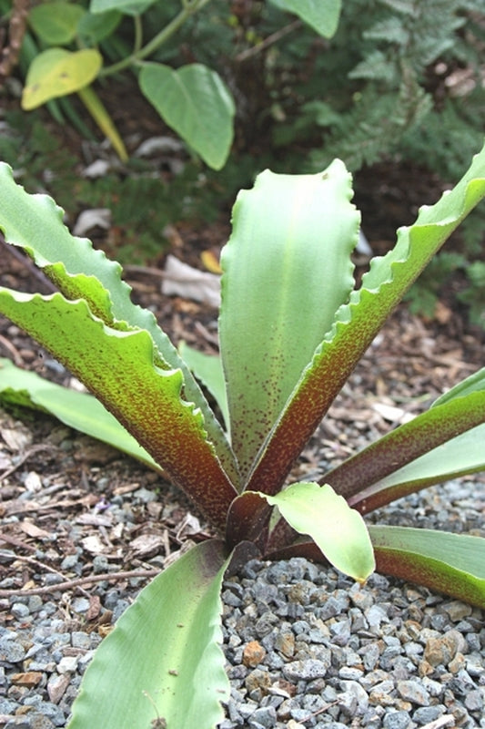 Image of Eucomis humilis|Juniper Level Botanic Gdn, NC|JLBG