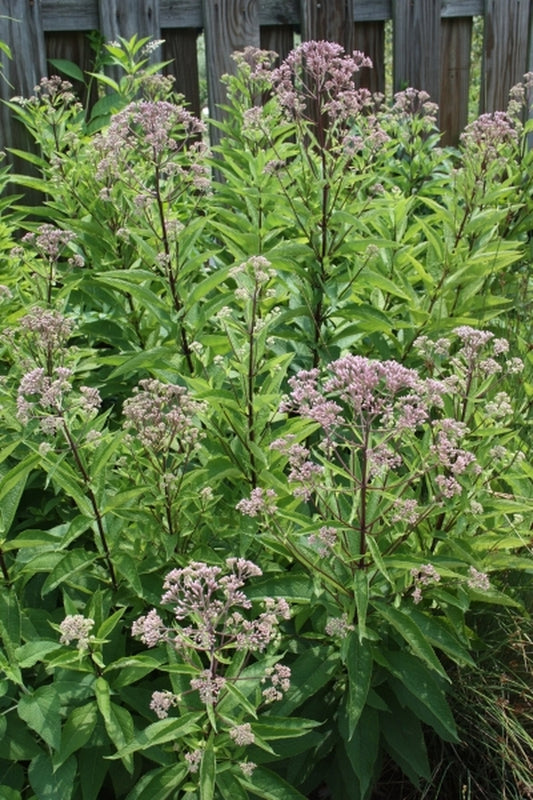 Image of Eupatorium 'Phantom' PP 18,354|Juniper Level Botanic Gdn, NC|JLBG